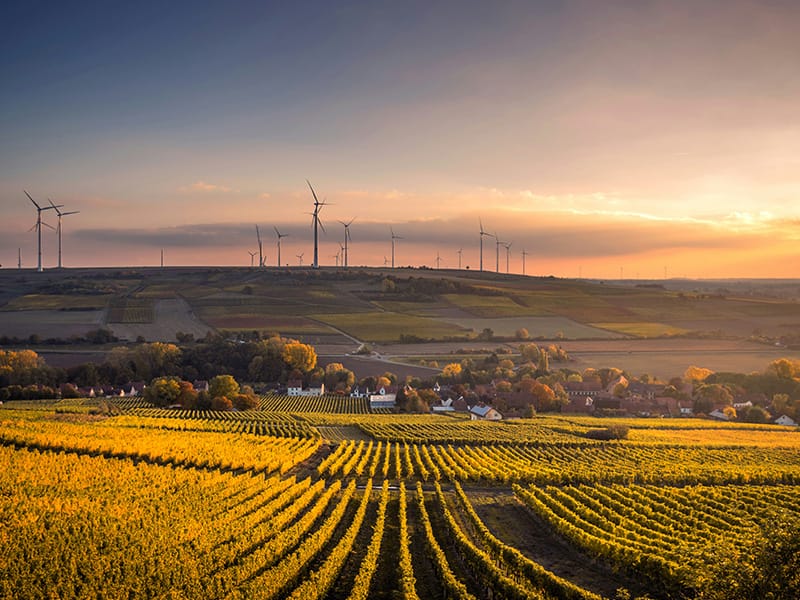 Fields with windmills in the distance